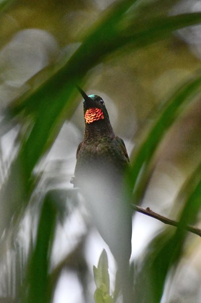 Brazilian ruby in de Serra de Caraca, Brazilië